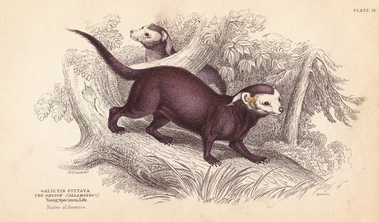 Zubr velký, Gallictis vittata. Ručně kolorovaná ocelorytina od Lizarse podle ilustrace Charlese Hamiltona Smithe z Naturalist