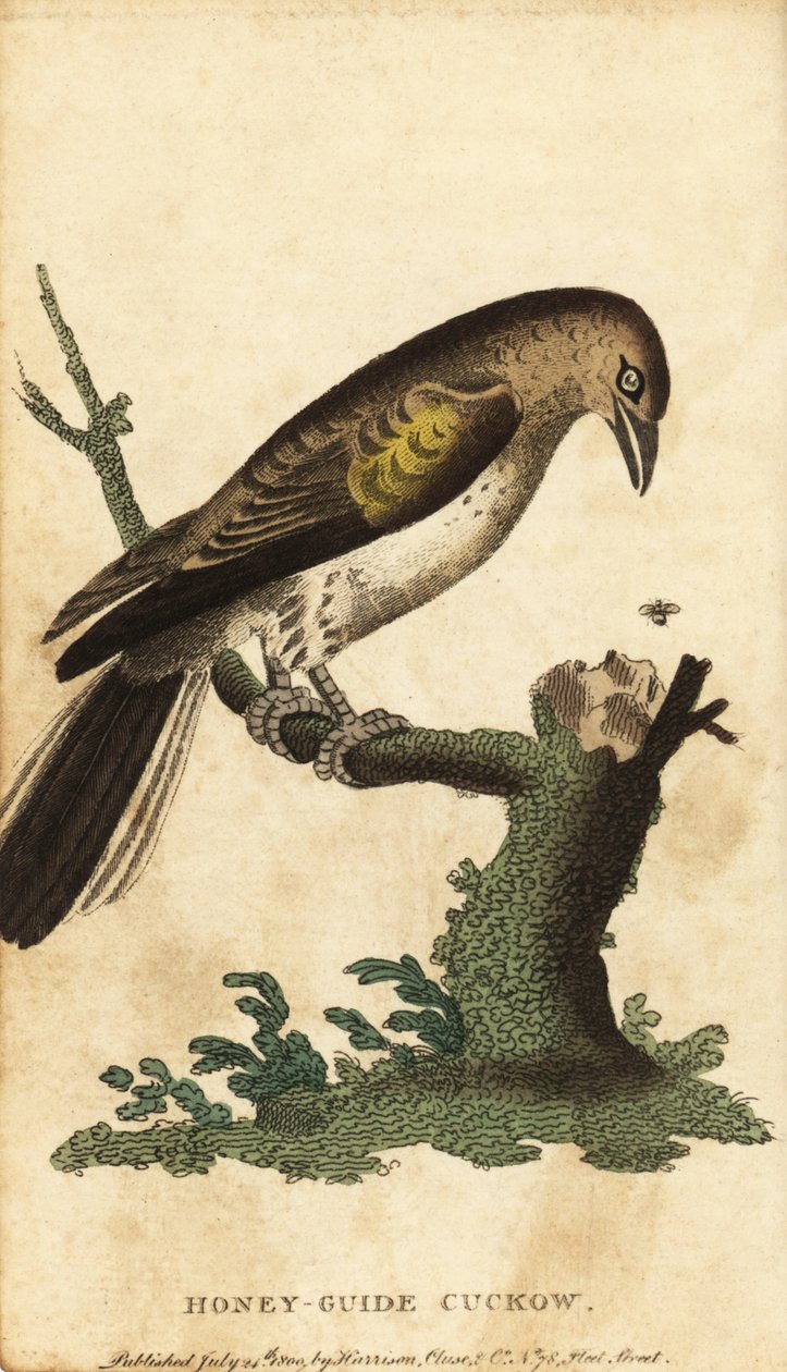 Větší honeyguide, indikátor indikátoru. ,1800 (rytina) od Unbekannter Künstler