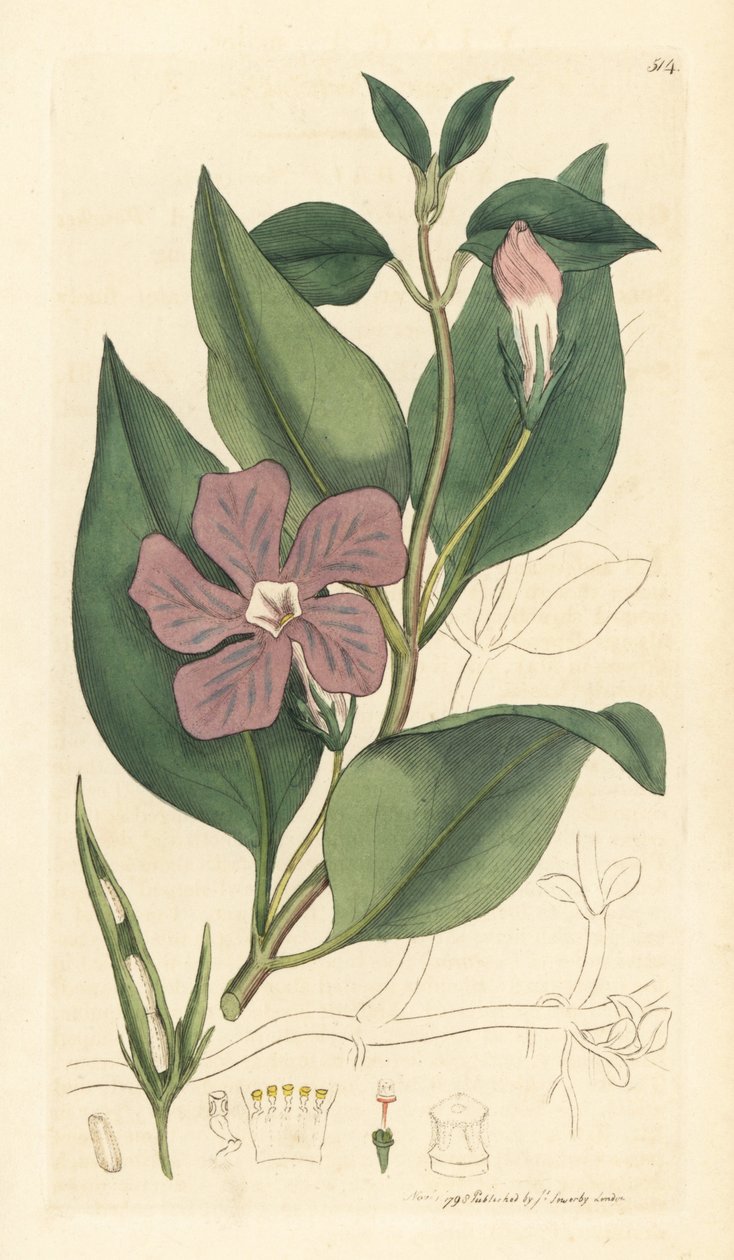 Vinca major (grande periwinkle) Ručně kolorovaná mědirytina podle kresby Jamese Sowerbyho pro knihu James Smith