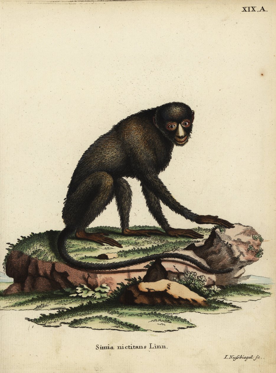Opice skvrnitá velká nebo opice tuponosá. Cercopithecus nictitans. Simia Nictitans Linn. Ručně kolorovaná mědirytina Johanna Nussbiegela z knihy Johanna Christiana Daniela Schrebera Zvířecí ilustrace podle přírody aneb Schreberova fantastická anima. od Unbekannter Künstler