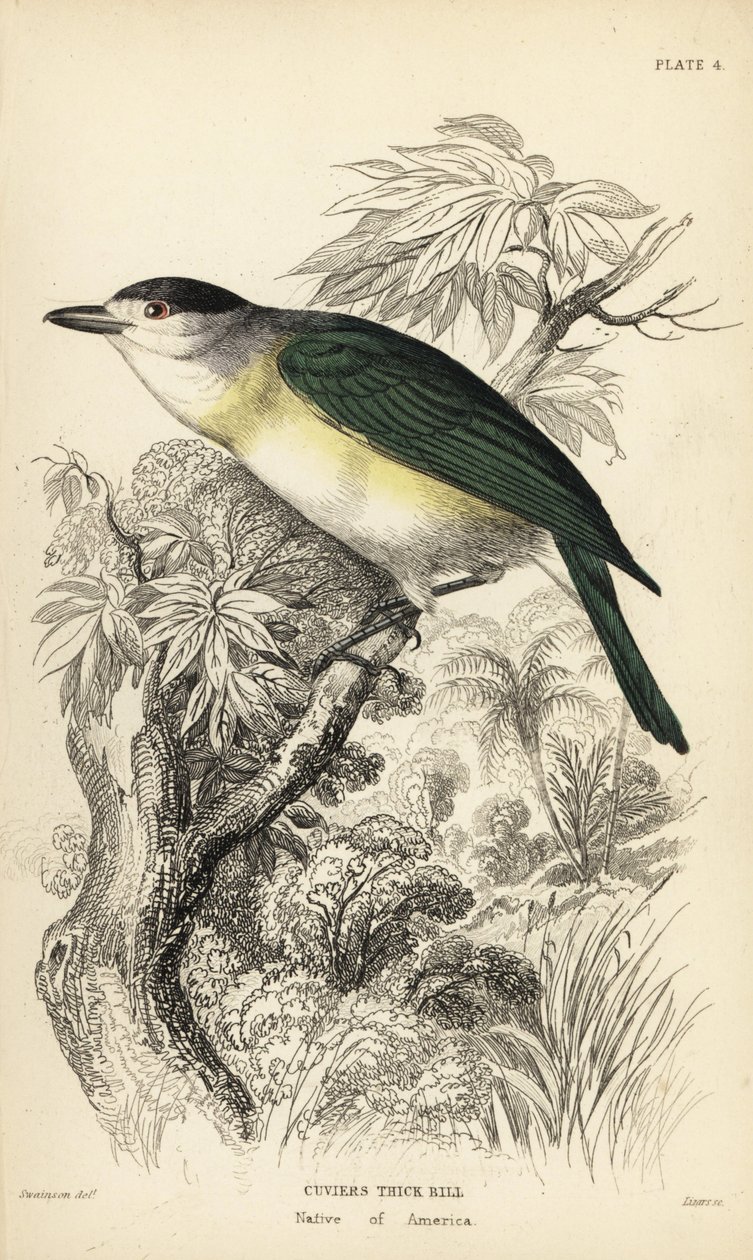 Bekard zelený, Pachyramphus viridis (Pachyrhynchus cuvierii). Ručně kolorovaná ocelorytina Williama Lizarse podle ilustrace Williama Swainsona z Naturalist
