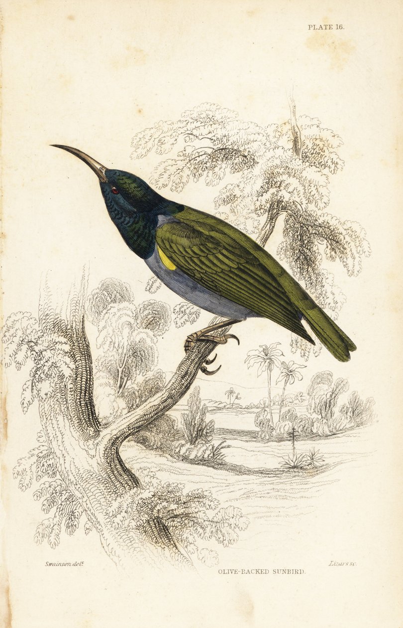 Slunéčko zelenohlavé (Dolní Guinea), Cyanomitra verticalis cyanocephala (slunéčko olivové, Cinnyris chloronotus). Ručně kolorovaná ocelorytina Williama Lizarse podle Williama Swainsona z Naturalist