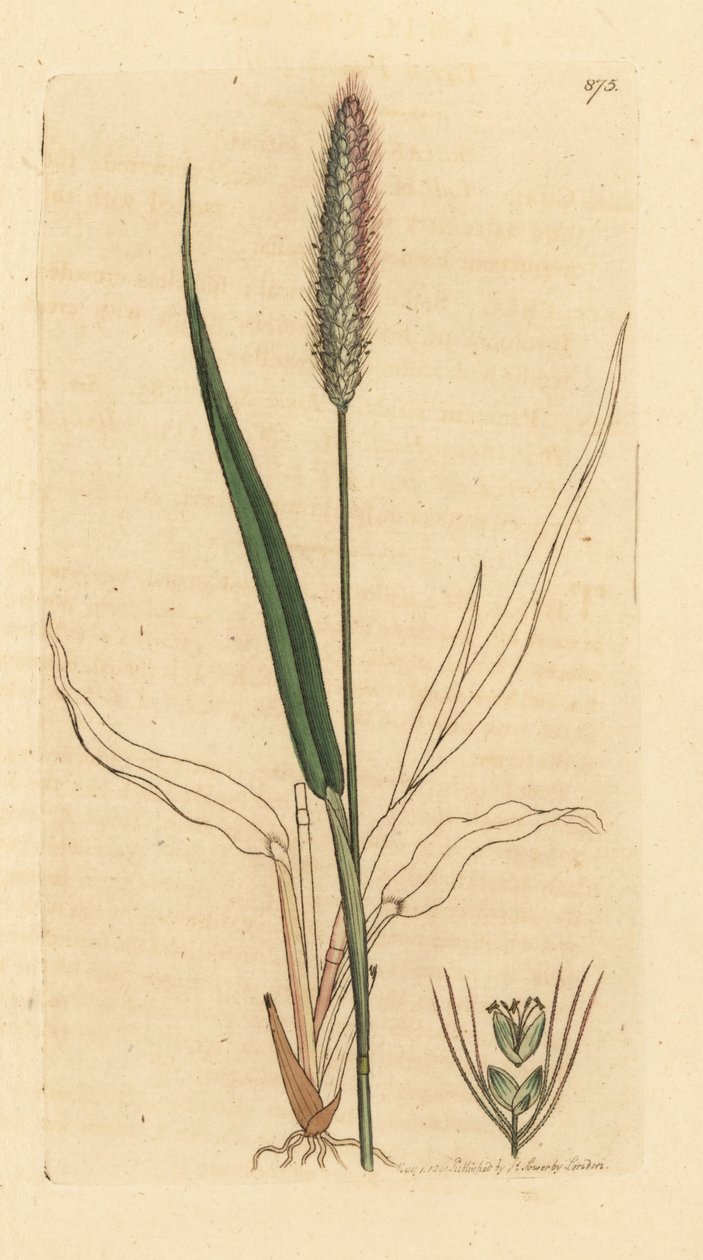 Zelený chvostoskok, Setaria viridis (Panicum viride) Ručně kolorovaná mědirytina podle kresby Jamese Sowerbyho pro knihu James Smith