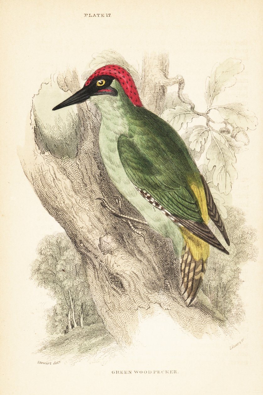 Zelený datel., Picus viridis, posazený na stromě. 1889 (rytina) od Unbekannter Künstler