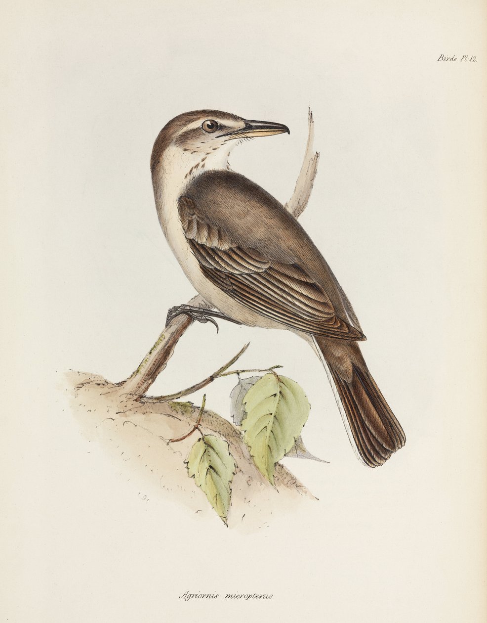 Šedobřichý tyran, c 1832-1836 od Unbekannt