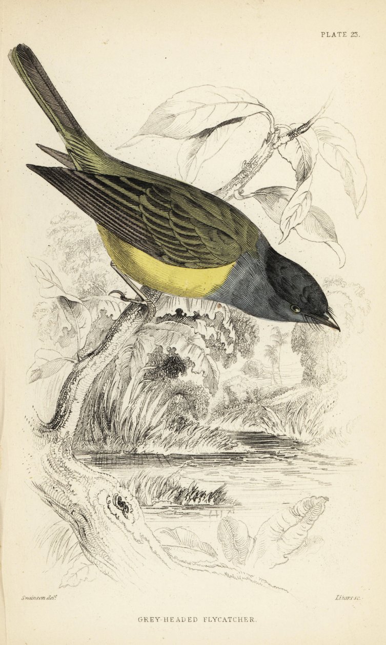 Šedohlavý kanárek, Culicicapa ceylonensis (šedohlavý muškař, Cryptolopha poiocephala). Ručně kolorovaná ocelorytina Williama Lizarse podle ilustrace Williama Swainsona z Naturalist