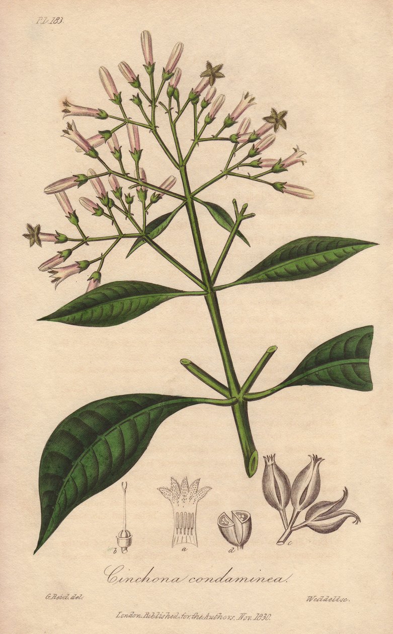 Chinquin šedý (Cinchona officinalis) - Silná voda od Williama Clarkea k ilustraci knihy "Medical Botanical, Description of the Medicinal Plants of London, Edinburgh and Dublin" od Johna Stephensona a Jamese Morsse Churchilla, vydané v Londýně Johnem Churce od Unbekannter Künstler