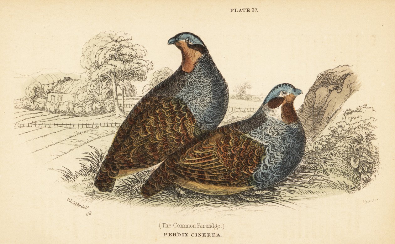 Koroptev šedá, Perdix perdix. 1889 (rytina) od Unbekannter Künstler