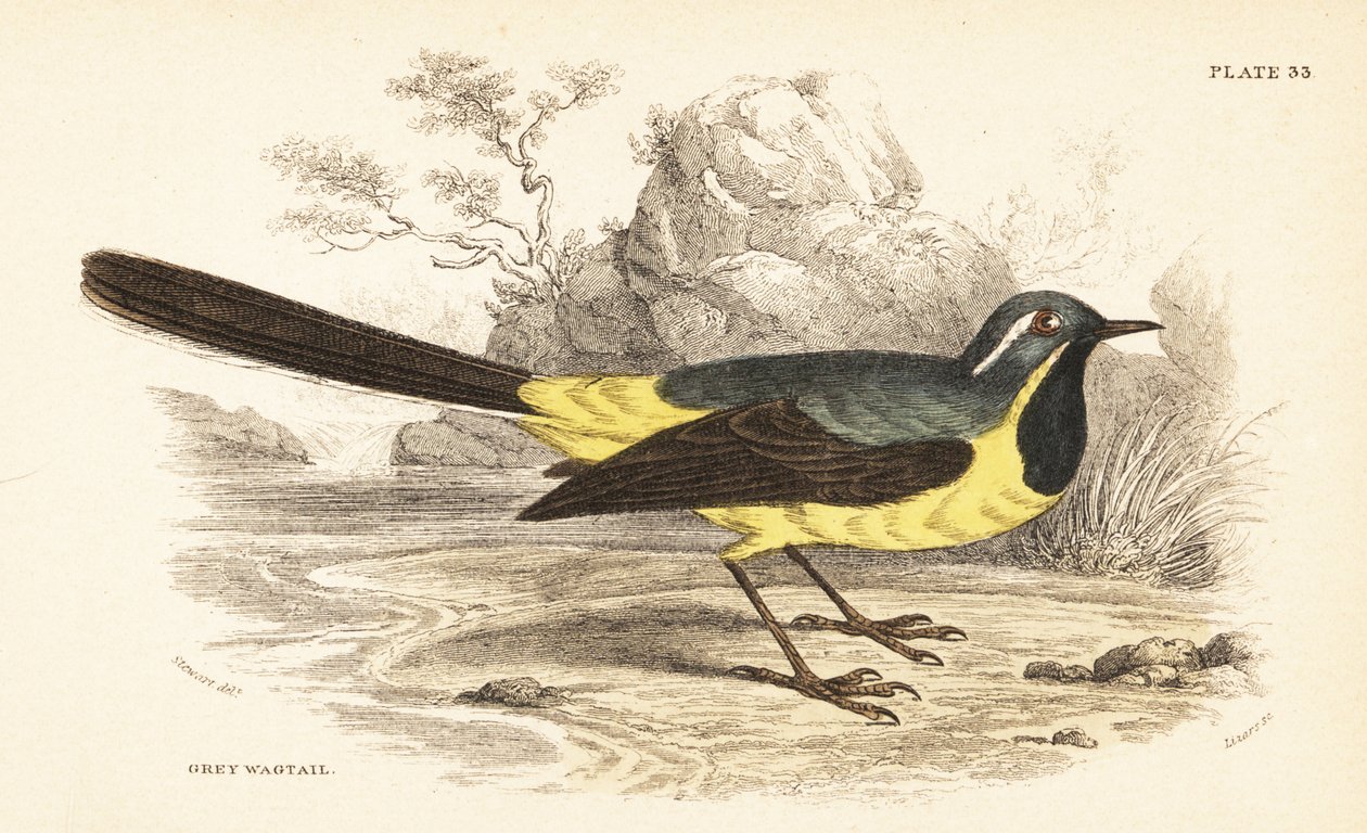 Konipas šedý, Motacilla cinerea. 1889 (rytina) od Unbekannter Künstler