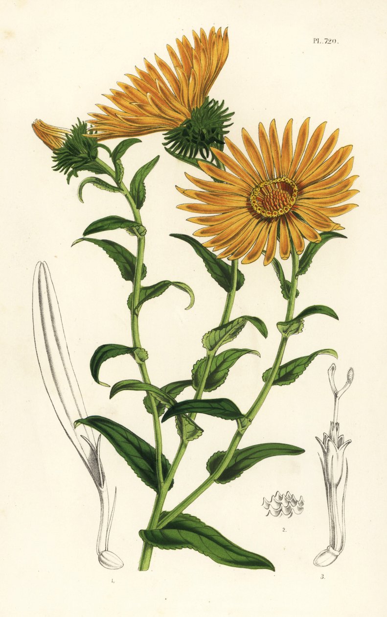 Grindelia grandiflora. Ručně kolorovaná litografie z knihy Louise van Houtteho a Charlese Lemaira Květiny zahrad a skleníků Evropy, Flore des Serres et des Jardins de l