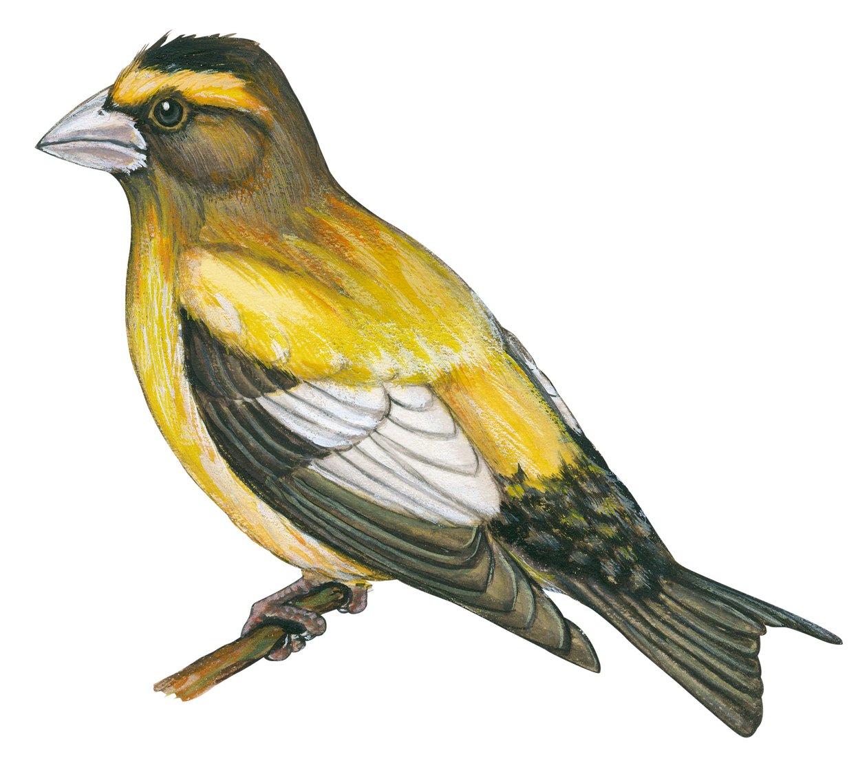 Gros bec errant – zobák večerní (Coccothraustes vespertines) od Unbekannter Künstler