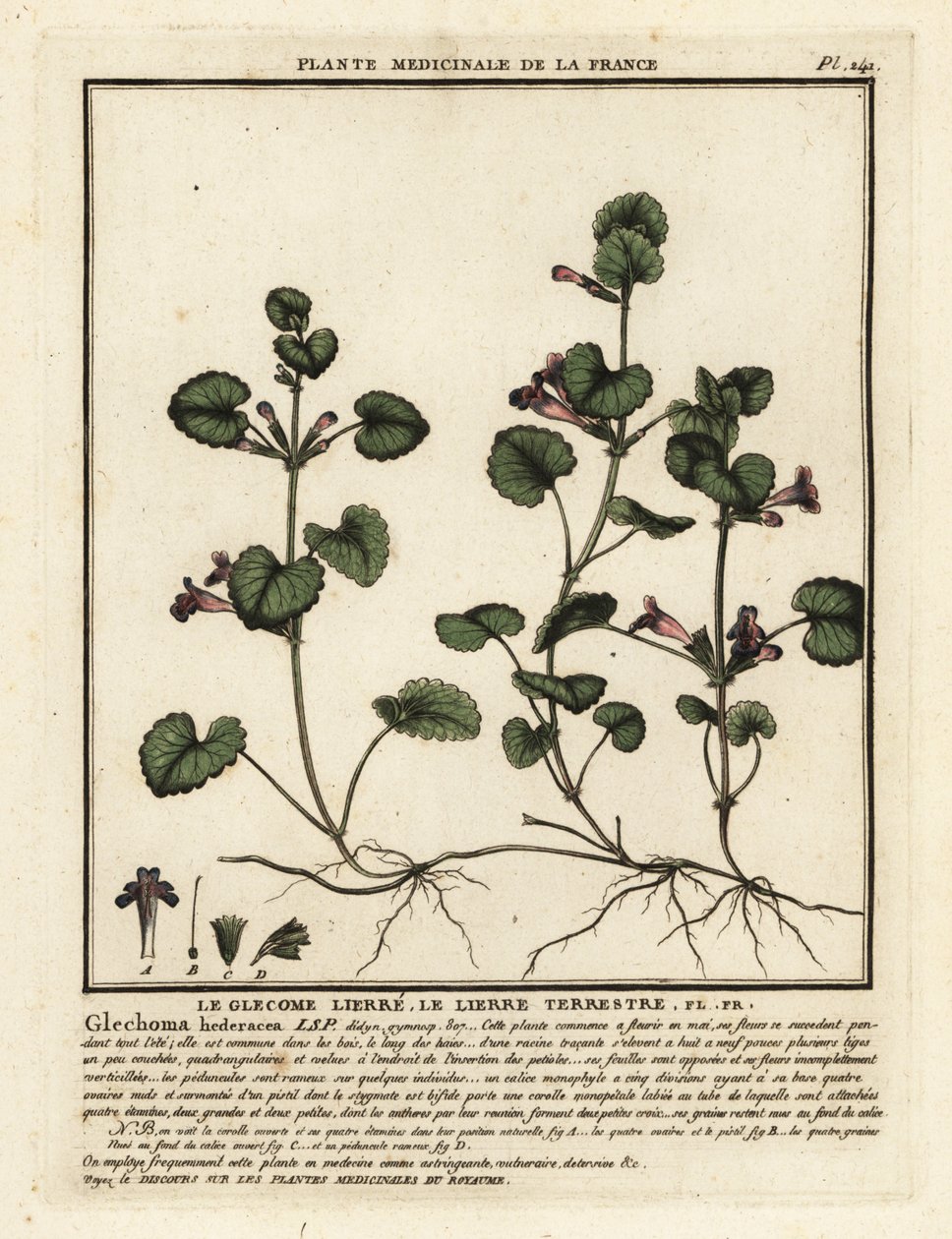 Břečťan zemní, Glechoma hederacea. od Unbekannter Künstler