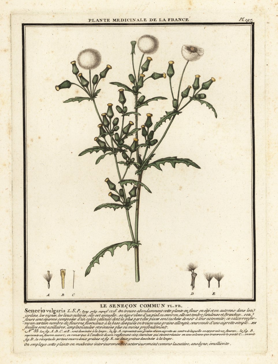 Svízel, Senecio vulgaris. od Unbekannter Künstler