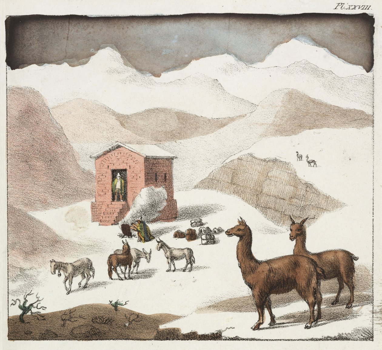Guanacos, údolí jeskyní, pohoří And, Chile od Unbekannter Künstler