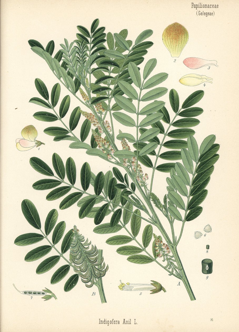 Indigo guatemalské neboli indigo drobnolisté, Indigofera suffruticosa (Indigofera anil). Chromolitografie podle botanické ilustrace z knihy Hermanna Adolpha Koehlera Léčivé rostliny, kterou vydal Gustav Pabst, Koehler, Německo. od Unbekannter Künstler