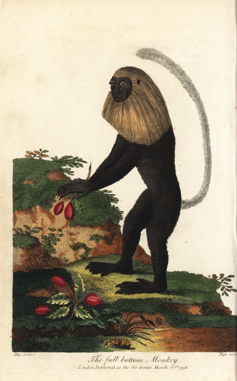 Guereza angolská nebo angolský černobílý kolob - Angola colobus, Colobus angolensis. Opice s plnovousem, pojmenovaná podle podobnosti s plnovousem. Ručně kolorovaná mědirytina od J. Passe podle ilustrace Johanna Jakoba Ihleho z Eb od Unbekannter Künstler