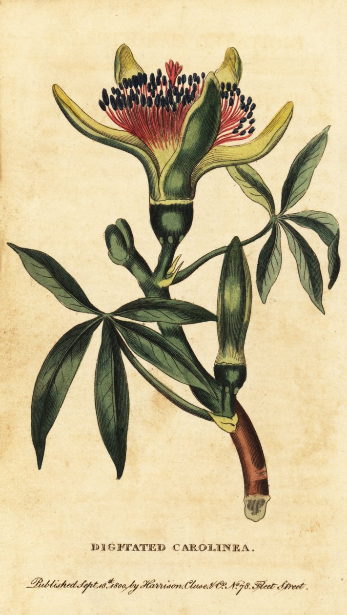Guyanský kaštan, Pachira aquatica. ,1800 (rytina) od Unbekannter Künstler