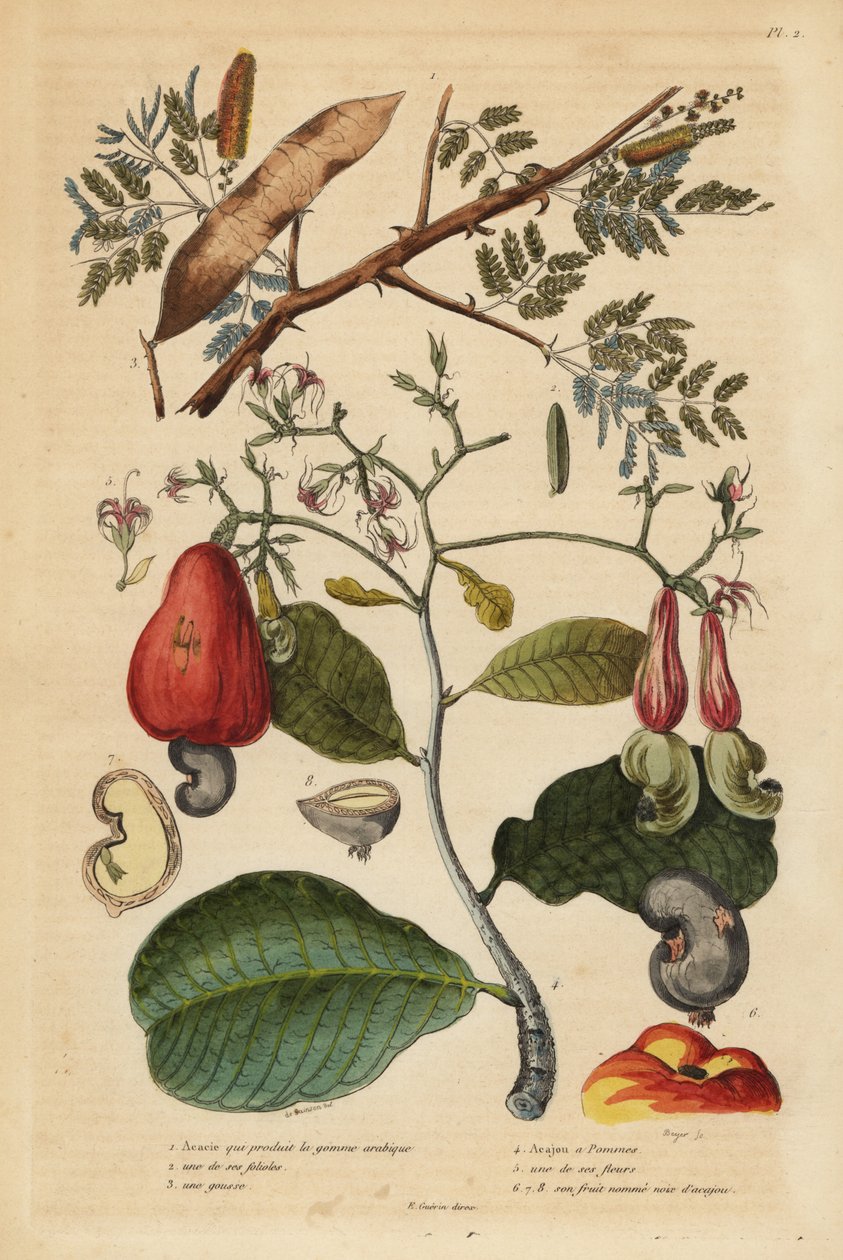 Arabská guma, Senegalia senegal (Acacia verek) 1,2,3 a kešu ořech, Anacardium occidentale 4,5,6 od Unbekannt