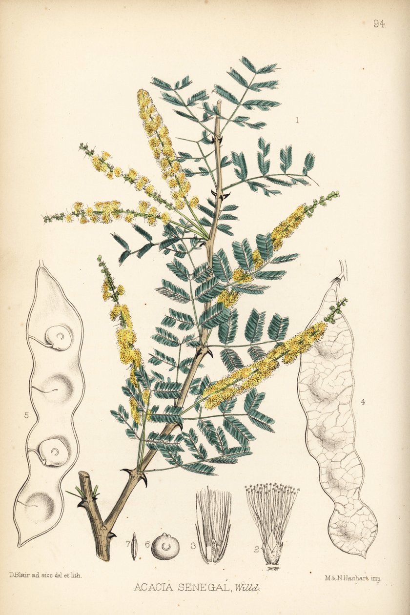 Arabská guma, verek nebo hašabová guma, Acacia senegal. Hanhartova ručně kolorovaná litografie podle botanické ilustrace Davida Blaira z knihy Roberta Bentleyho a Henryho Trimena Medicinal Plants, London. od Unbekannter Künstler