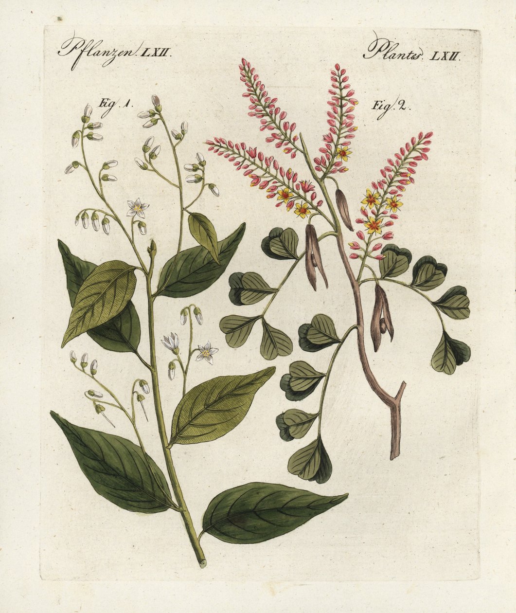 Gumovník benjamínový, Styrax benzoin 1, a dřevo kmenové, Haematoxylon campechianum 2. Ručně kolorovaná mědirytina z Bertuchova "Bilderbuch fur Kinder" (Obrázková kniha pro děti), Výmar od Unbekannter Künstler