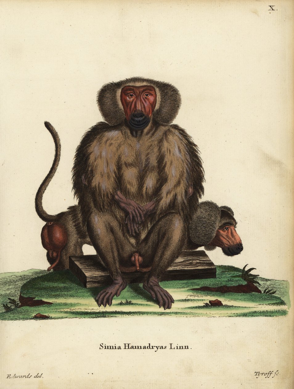 Pavián hamadryas, Papio hamadryas. Simia hamadryas Linn. Tyroffova ručně kolorovaná mědirytina podle ilustrace George Edwardse z knihy Johanna Christiana Daniela Schrebera Zvířecí ilustrace podle přírody aneb Schreberova fantastická zvířata, Erlang. od Unbekannter Künstler