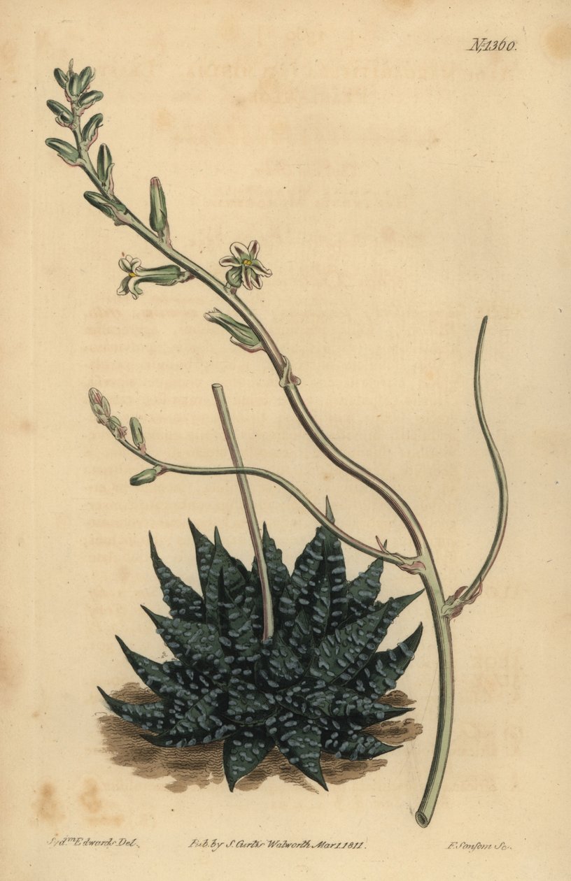 Haworthia minor nebo Least pearl aloe, Aloe margaritifera minima od Unbekannt