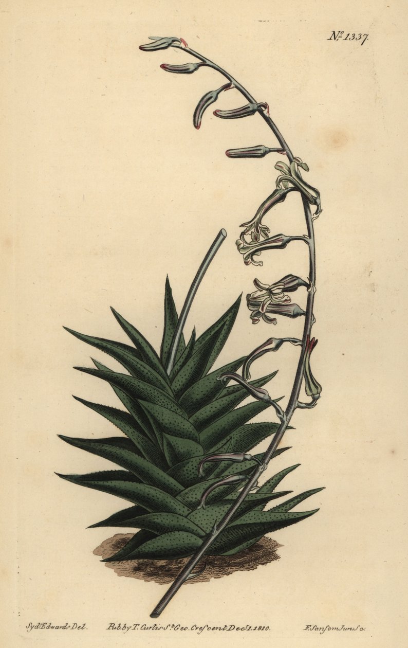 Haworthia viscosa (tuhé listové aloe, Aloe rigida) od Unbekannt