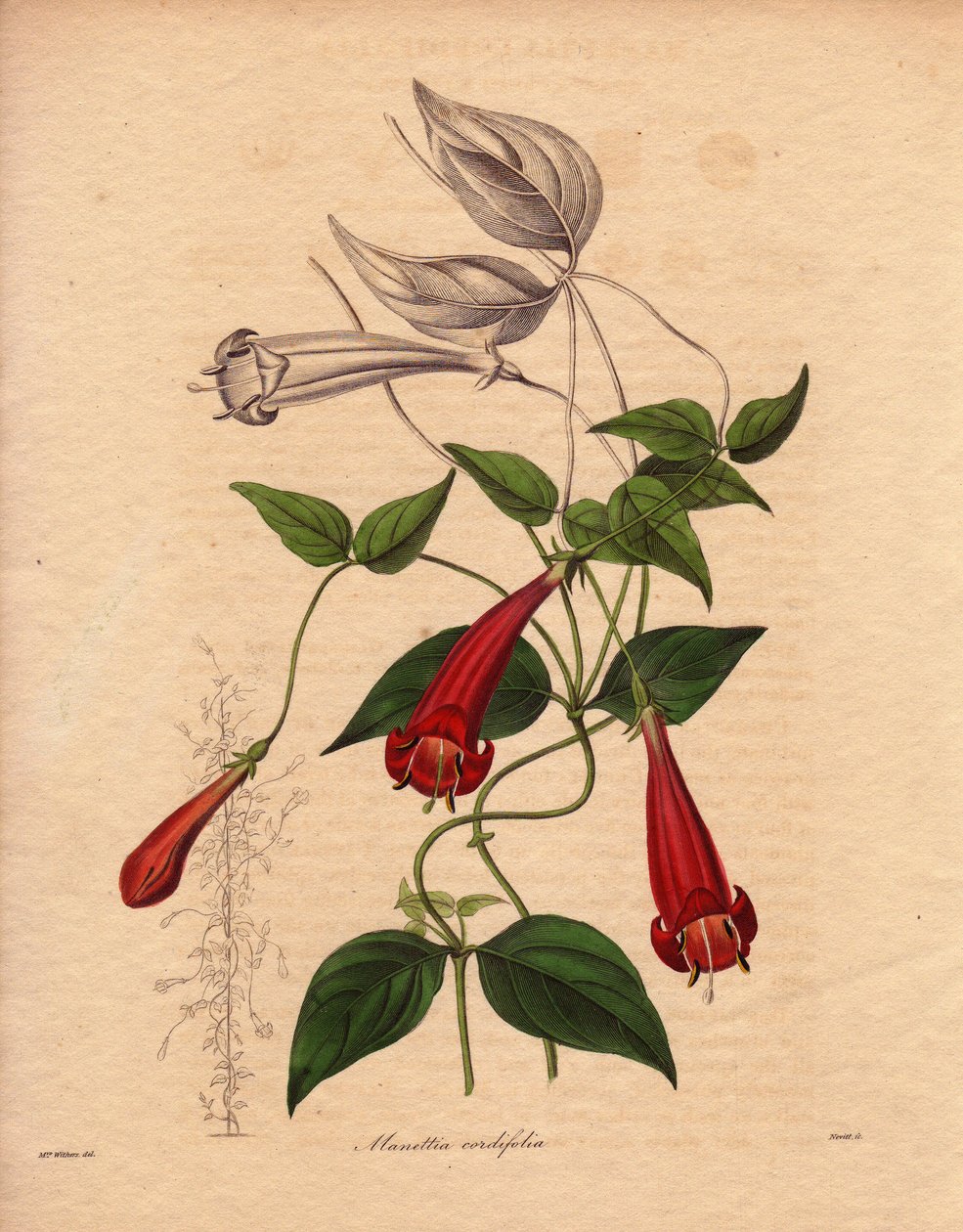 Manettie srdčitá (Manettia cordifolia). Popínavá rostlina s oválnými a jasně zelenými listy a bohatými červenými trubkovitými květy. Ilustrace Augusta Innese Witherse (1793-1877) v pětisvazkové sérii The Botanist od Benjamina Maunda, která vyšla v letech 1 od Unbekannter Künstler