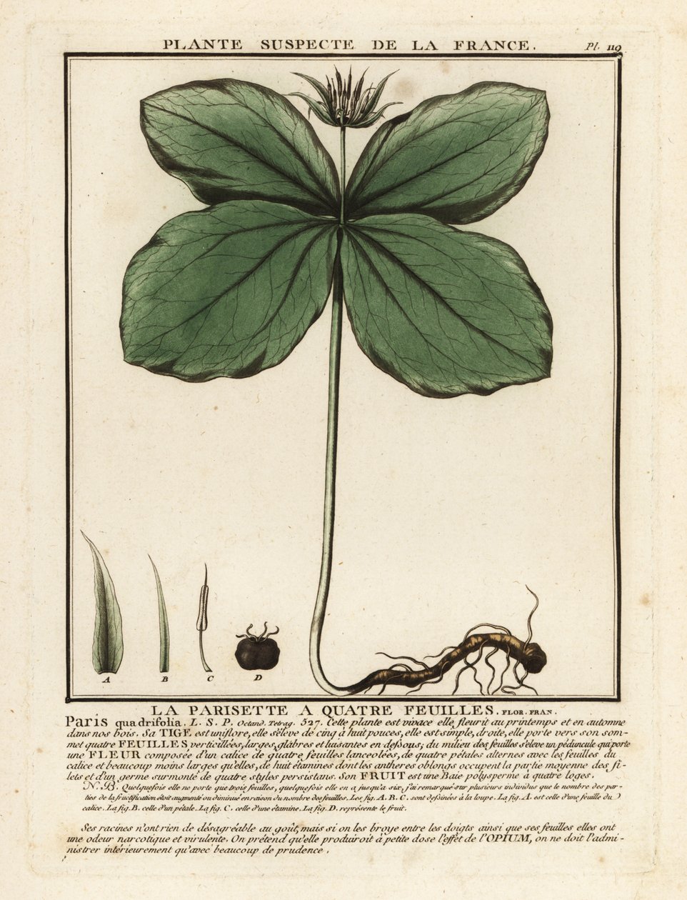 Herb-paris, Paris quadrifolia. od Unbekannter Künstler
