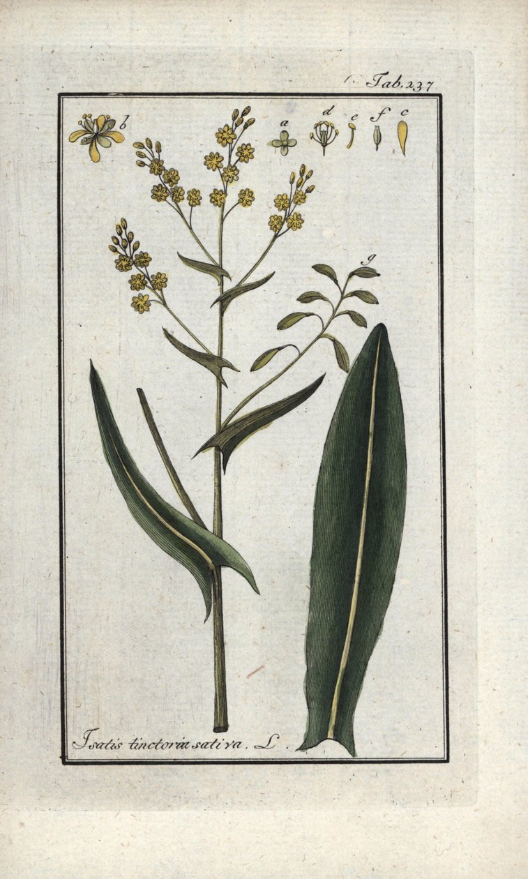 Bylina svatého Filipa (Isatis tinctoria sativa). Litografie z knihy "Afbeelding der Artseny-Gewassen" od Johannese Zorna (1739-1799), Nizozemsko. od Unbekannter Künstler