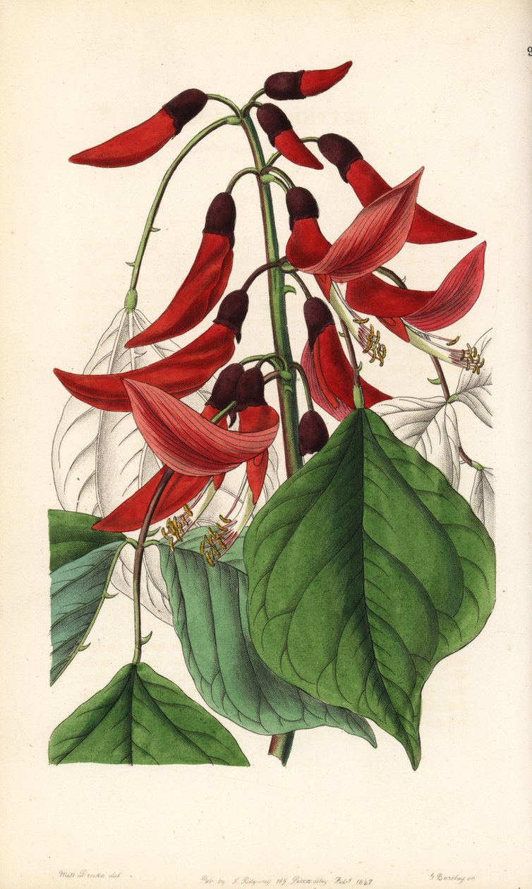 Bylinná nebo karolinská erytrina - hybrid erytriny pana Bidwella, Erythrina x bidwillii. Kříženec Erythrina herbacea s Erythrina cristagalli. Ručně kolorovaná mědirytina od George Barclaye podle ilustrace slečny Sarah Drakeové z Edwardsovy knihy. od Unbekannter Künstler