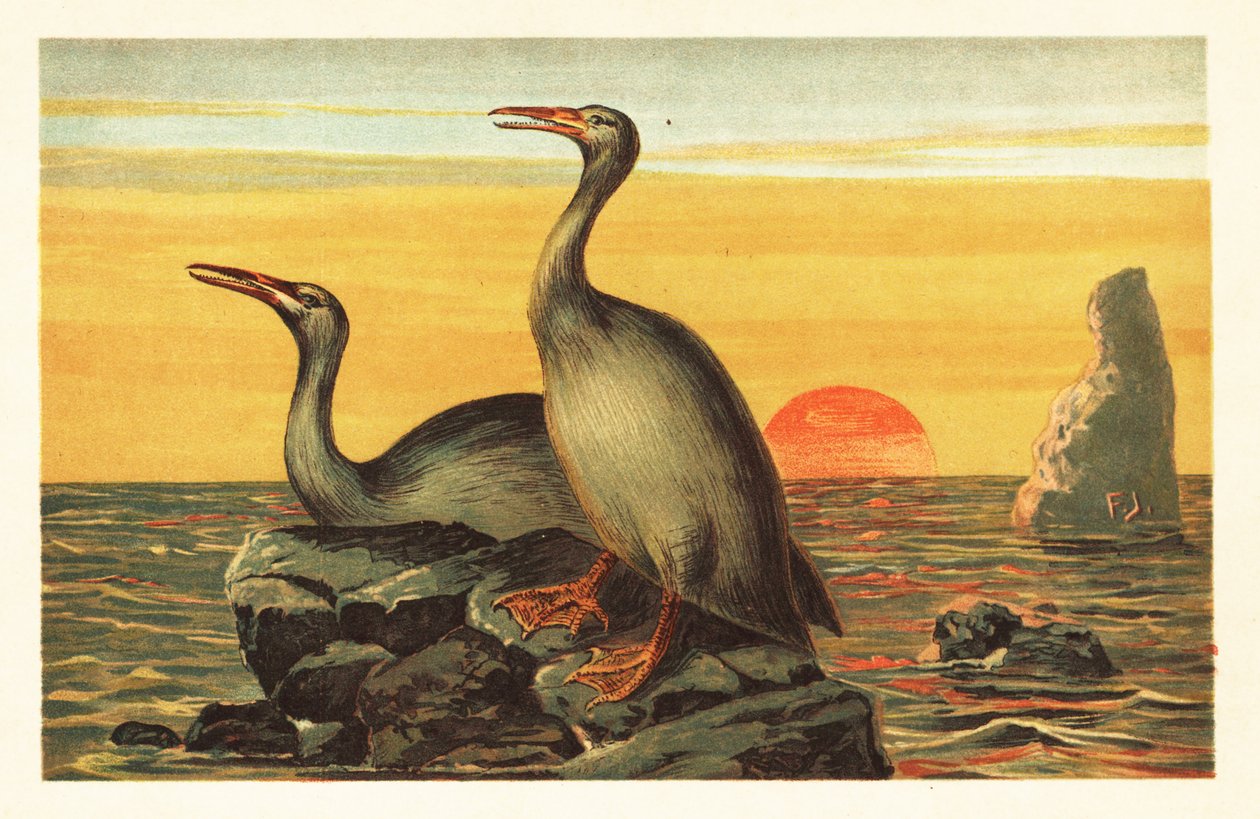 Hesperornis regalis, vyhynulý kormoránovitý pták. 1908 (litografie) od Unbekannter Künstler