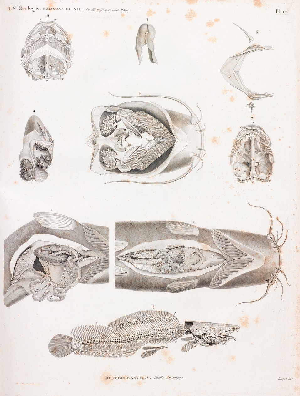 Heterobranches, anatomické detaily od Unbekannt