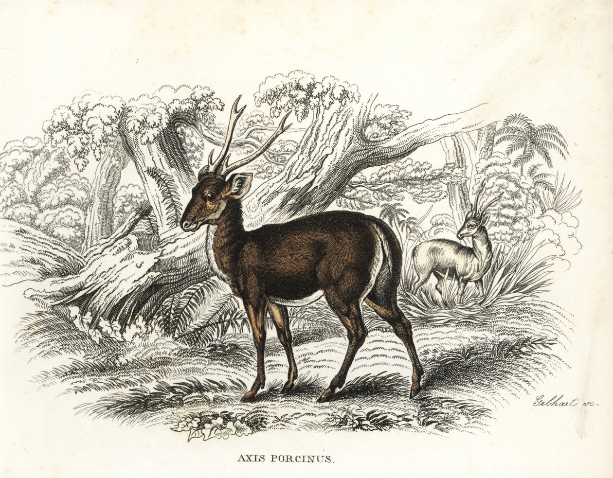 Sviňucha, Axis porcinus, ohrožený druh. Gebhartova ručně kolorovaná litografie z přírodovědné galerie Georga Friedricha Treitschkeho, Naturhistorischer Bildersaal des Thierreiches, Liepzig-1842. od Unbekannter Künstler