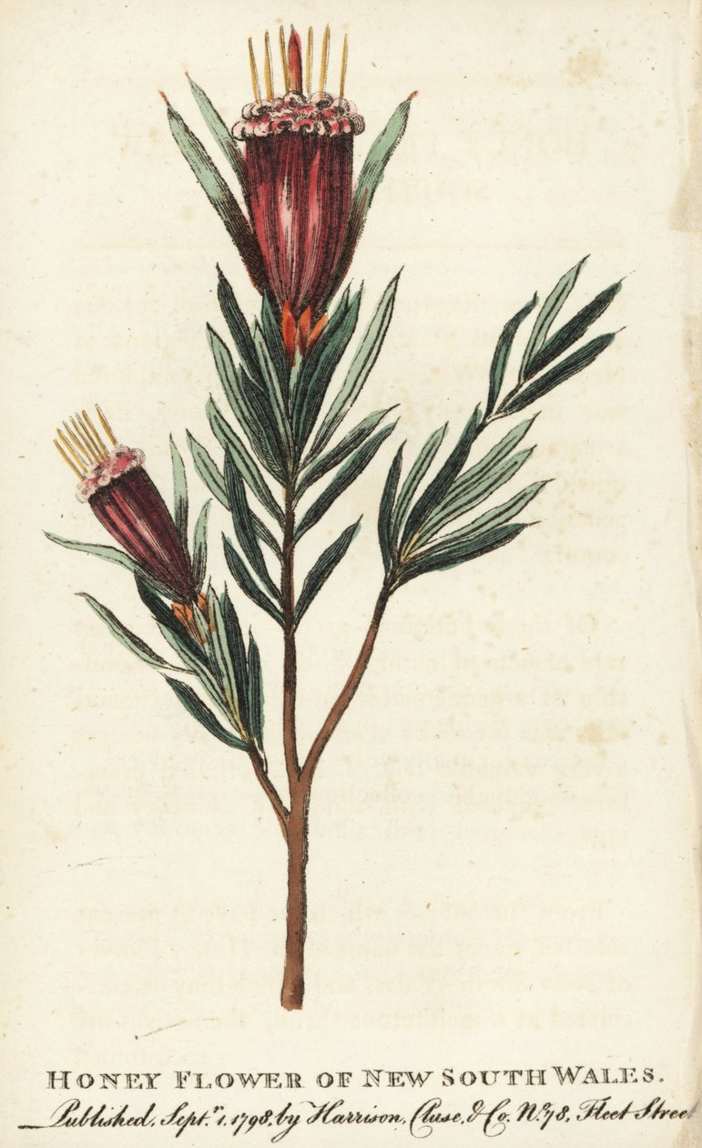 Medonosná květina Nového Jižního Walesu, Austrálie. Ručně kolorovaná mědirytina z "The Naturalist