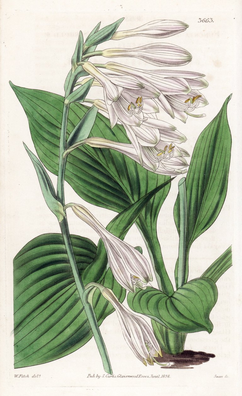 Hosta z Japonska - Hosta sieboldii (Dr. Siebold