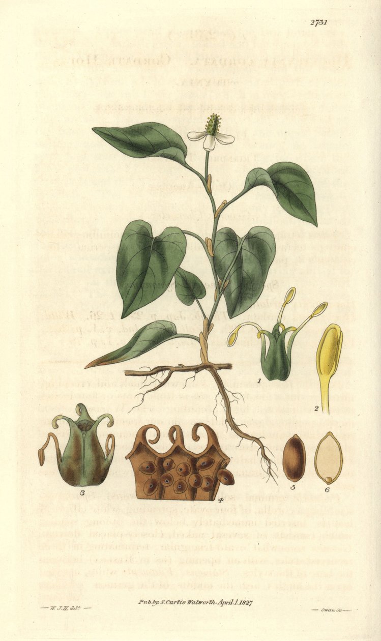 Houttuynia má bílé květy s detaily plodů, pestíků a etamin. Odrůda pocházející z Asie. Ilustrace: Wiliam Jackson Hooker (1785-1865), britský botanik a spisovatel, profesor na univerzitě v Glasgow (Skotsko) a editor Curtisovy Boty. od Unbekannter Künstler