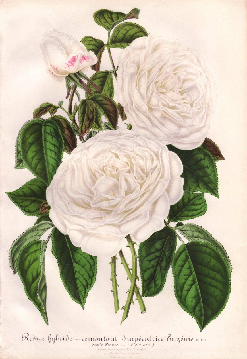 Hybridní bílá růže, Imperatrice Eugenie, císařovna Eugenie. Chromolitografie nakreslená a litografovaná L. Stroobantem pro "L
