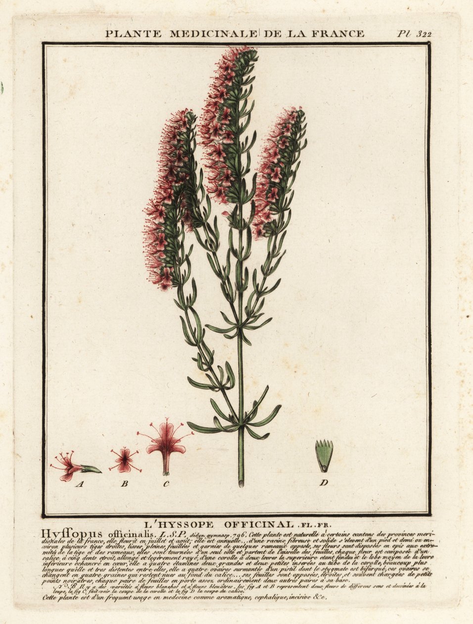 Yzop lékařský, Hyssopus officinalis. od Unbekannter Künstler