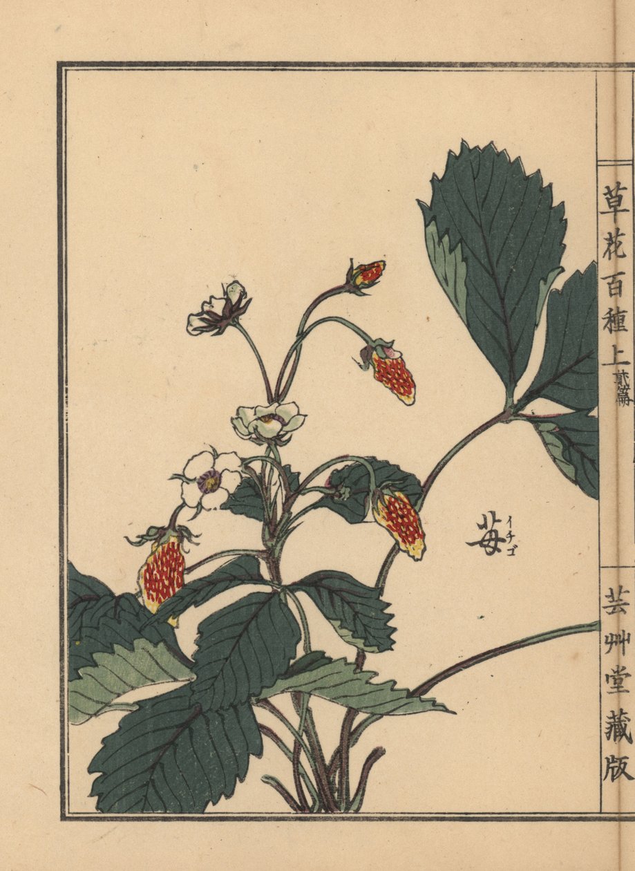 Ichigo neboli jahoda, Fragaria ananassa. Ručně kolorovaný dřevoryt Kono Bairei z knihy Kusa Bana Hyakushu (Sto druhů květin), Tokio, Yamada. od Unbekannter Künstler