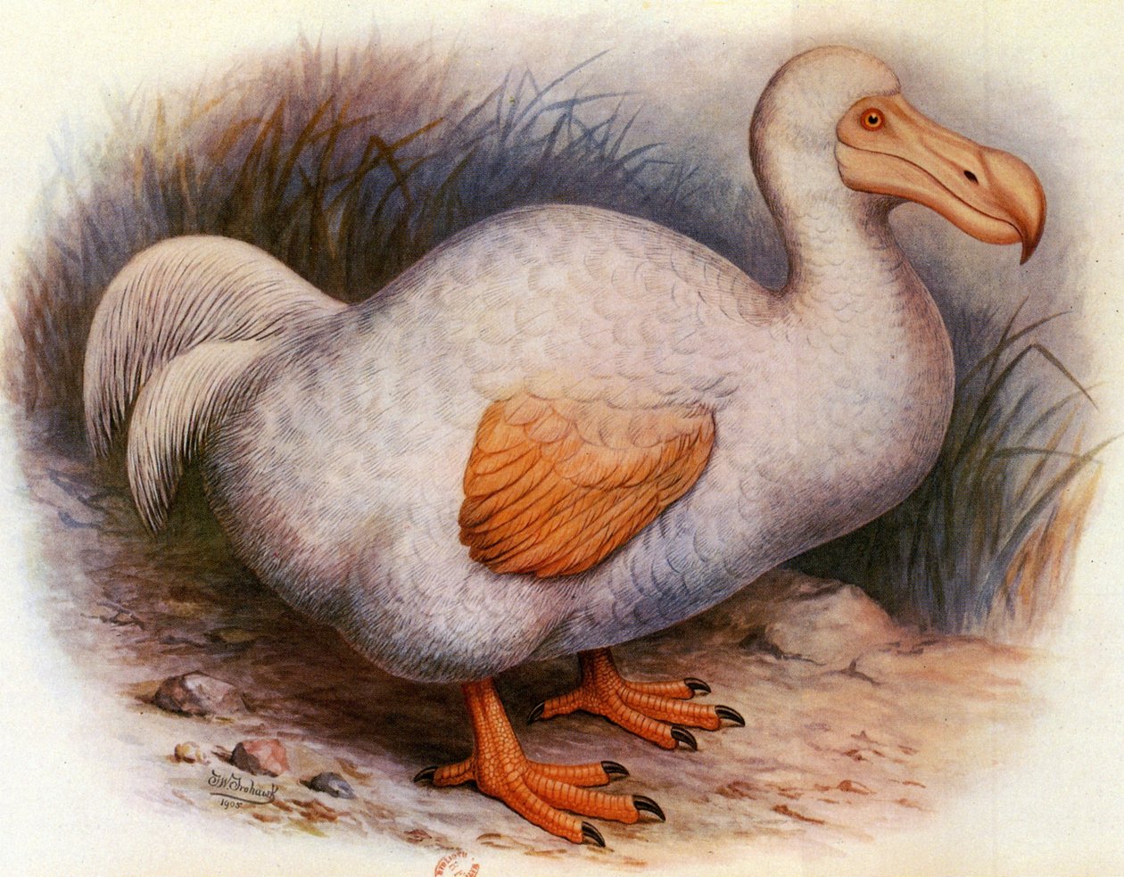 Ilustrace/Didus solitarius/Bílý Dodo z Reunionu/Samota od Unbekannt