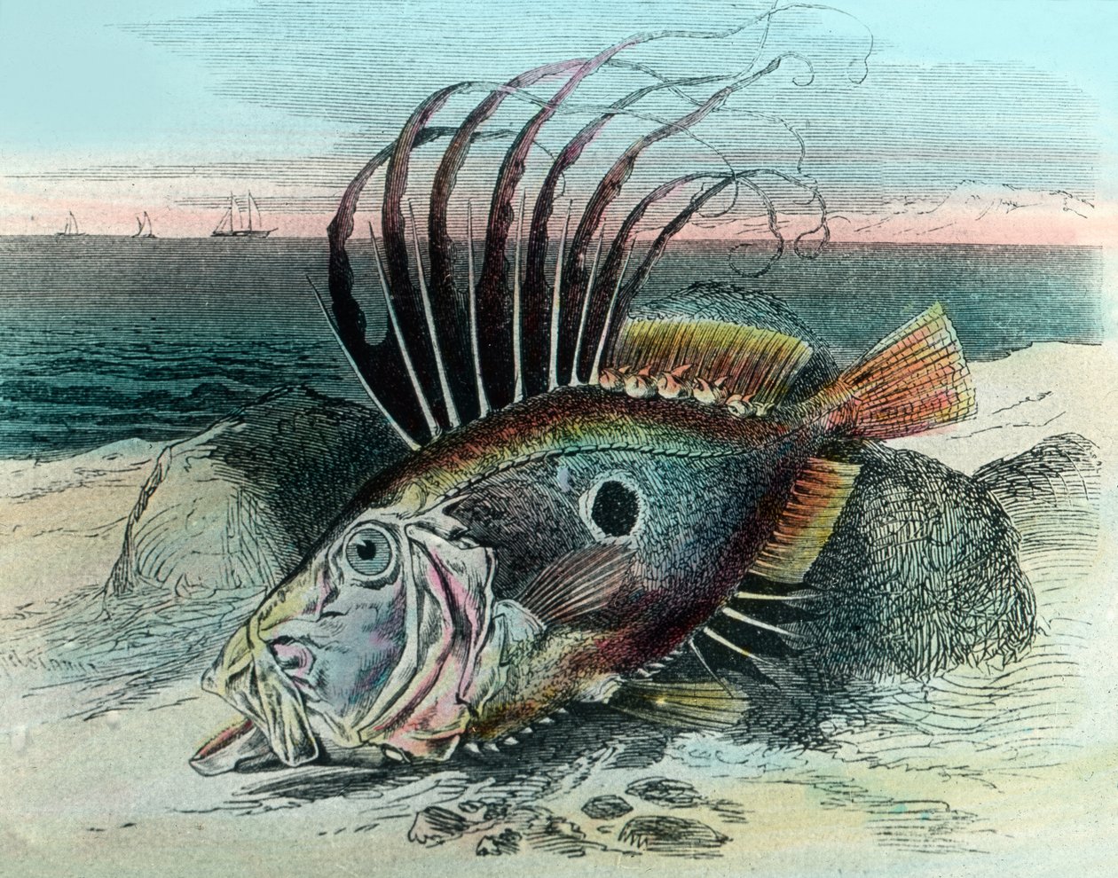 Ilustrace ryby John Dory (Zeus faber) od Unbekannter Künstler