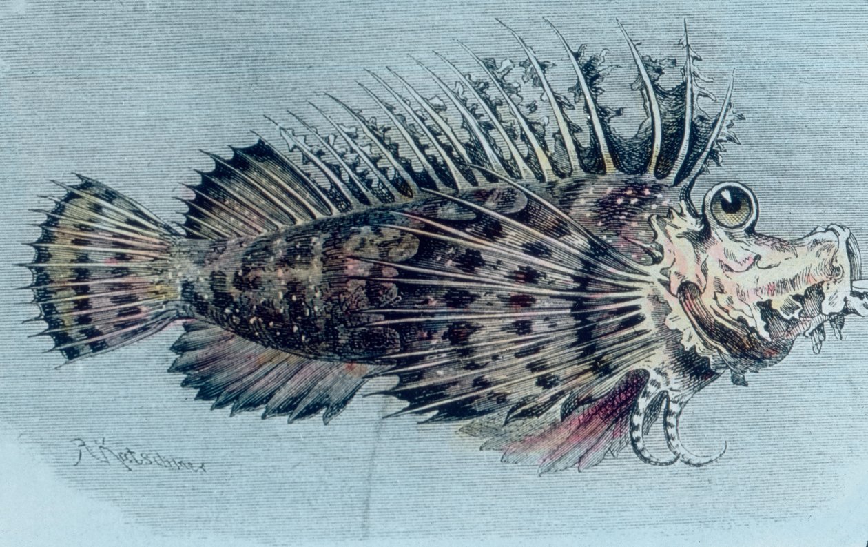 Ilustrace hřebenovité ryby (Lophotidae)) od Unbekannter Künstler