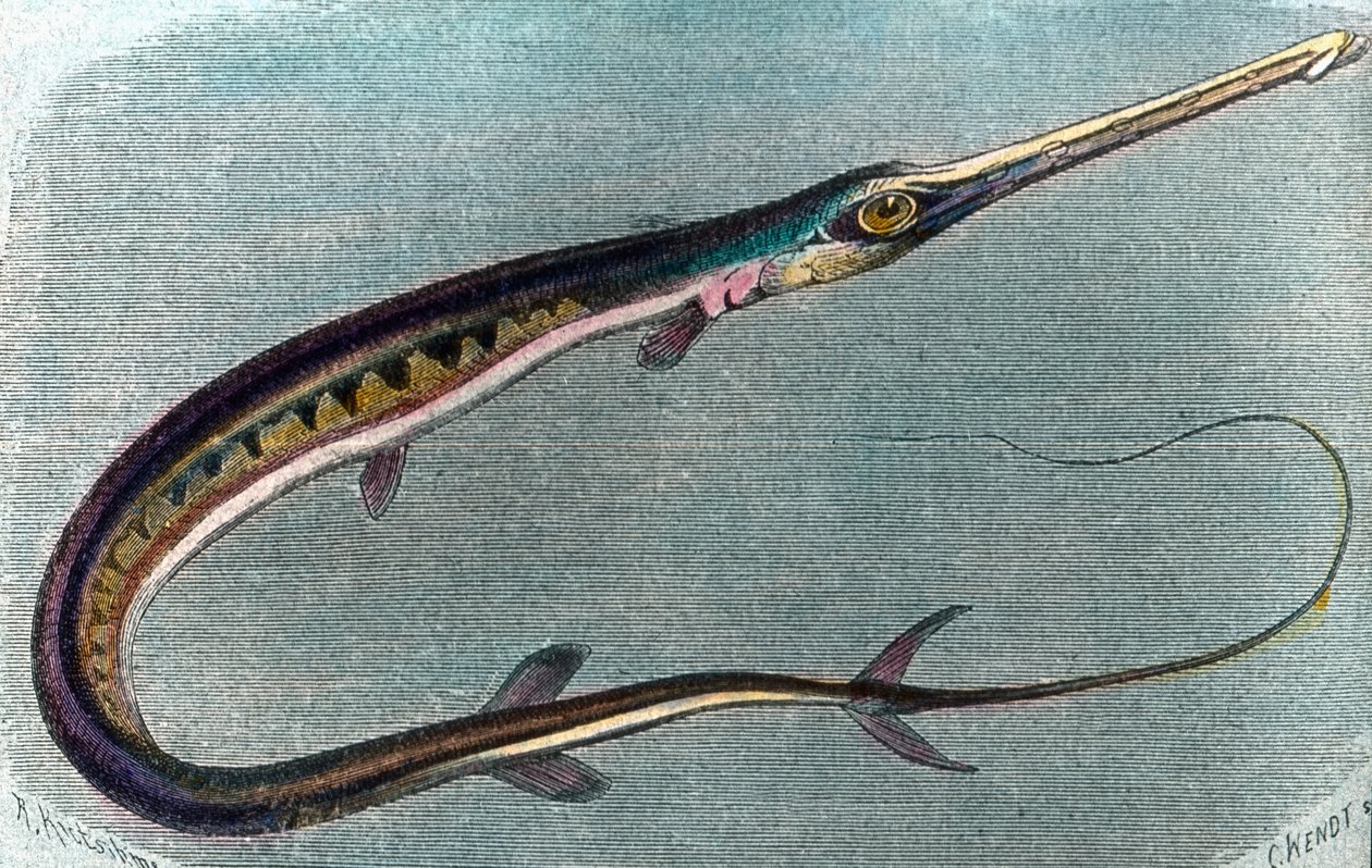 Ilustrace mečouna (Xiphias gladius) od Unbekannter Künstler