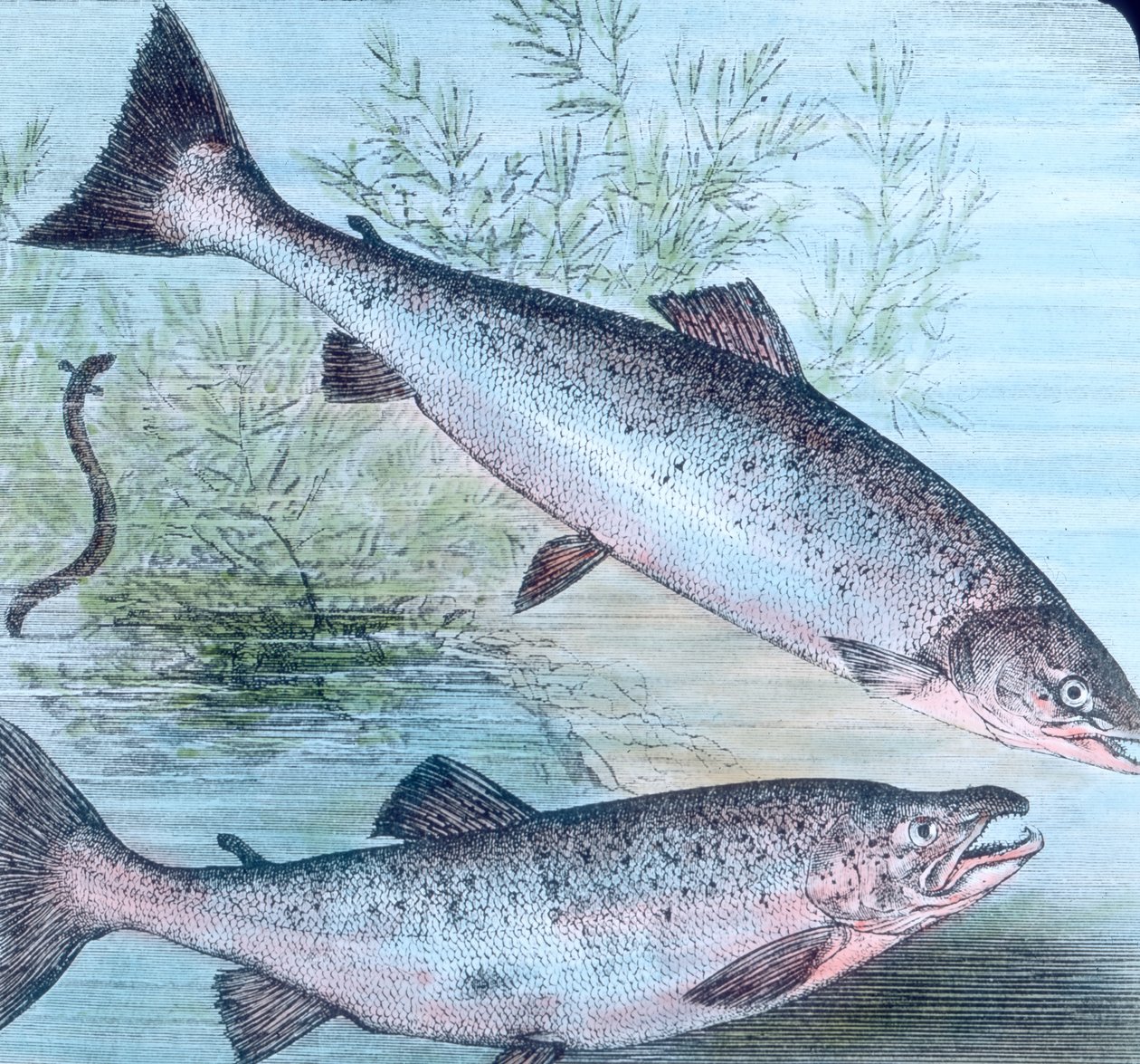 Ilustrace lososa a lososového pstruha od Unbekannter Künstler