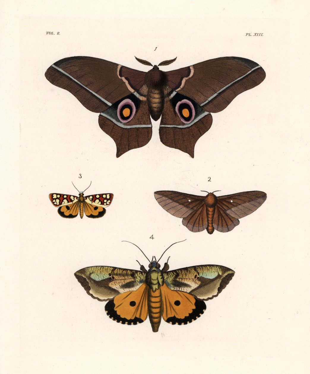 Imbrasia epimethea (Saturnia epimethea) 1, růžově pruhovaná můra dubová, Anisota virginiensis (Dryocampa virginiensis) 2, Crameria aegocera (Aegocera amabilis) 3 a Eudocima materna (Triphaena materna) 4. Ručně kolorovaná litografie z nové knihy Johna O. We od Unbekannter Künstler