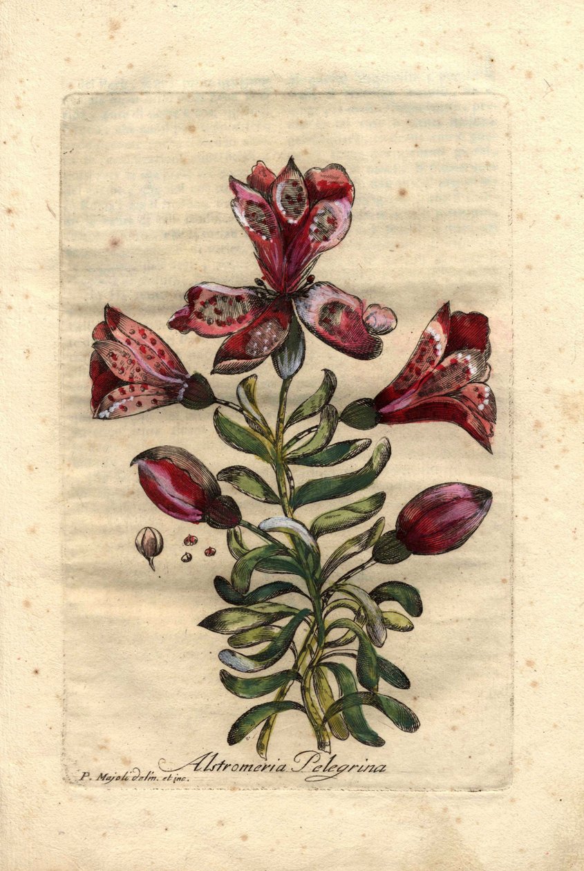 Incká lilie (Alstromeria pelegrina), pocházející z Peru a Chile. Popis květů, listů, stonku a semen. Eau forte en couleurs, kresba P. Maioliho (nebo Majoliho), rytina Giuseppe Bianchiho, publikováno v roce 1786 v knize Johna Hilla Decade of Curious and Ele od Unbekannter Künstler