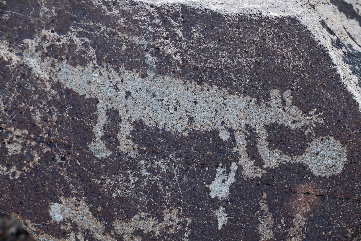 Indiánské Petroglyfy představující zvířata - Petroglyph National Monument - Albuquerque, Nové Mexiko, USA (USA) od William M. Timlin