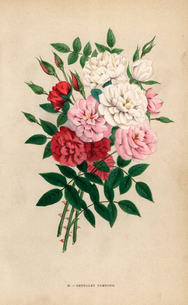 Indické knoflíkové růže, bengálské bambulky, hybridy Rosa chinensis. Chromolitografie nakreslená a litografovaná podle přírody F. Grobonem podle knihy Hippolyte Jamaina a Eugena Forneyho "Les Roses", Paříž, J. Rothschild. od Unbekannter Künstler