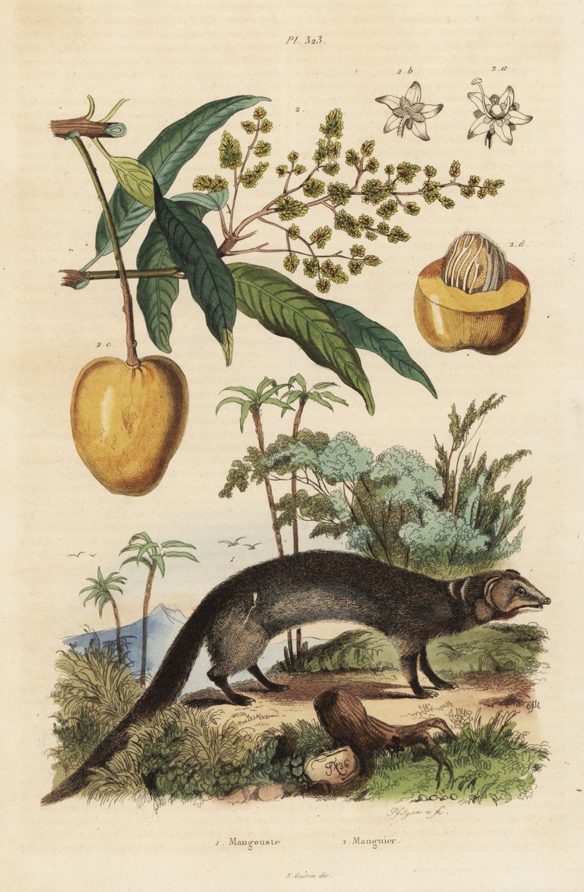 Indická šedá mangusta, Herpestes edwardsi 1 a mango, Mangifera indica 2 od Unbekannt